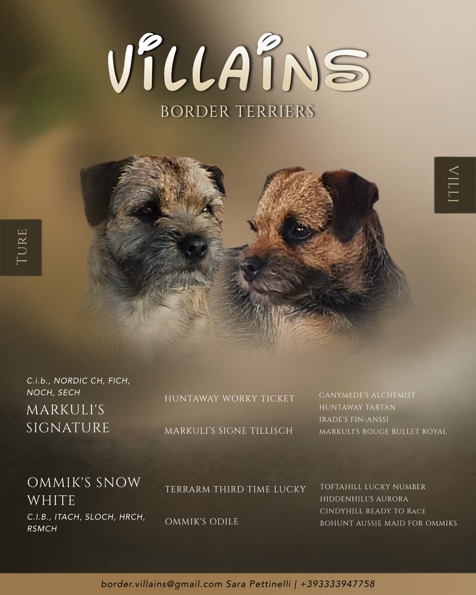 Cucciolata di Border Terrier