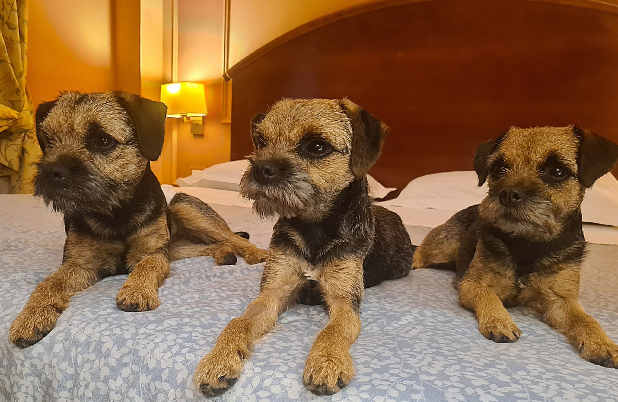 I Nostri Cani