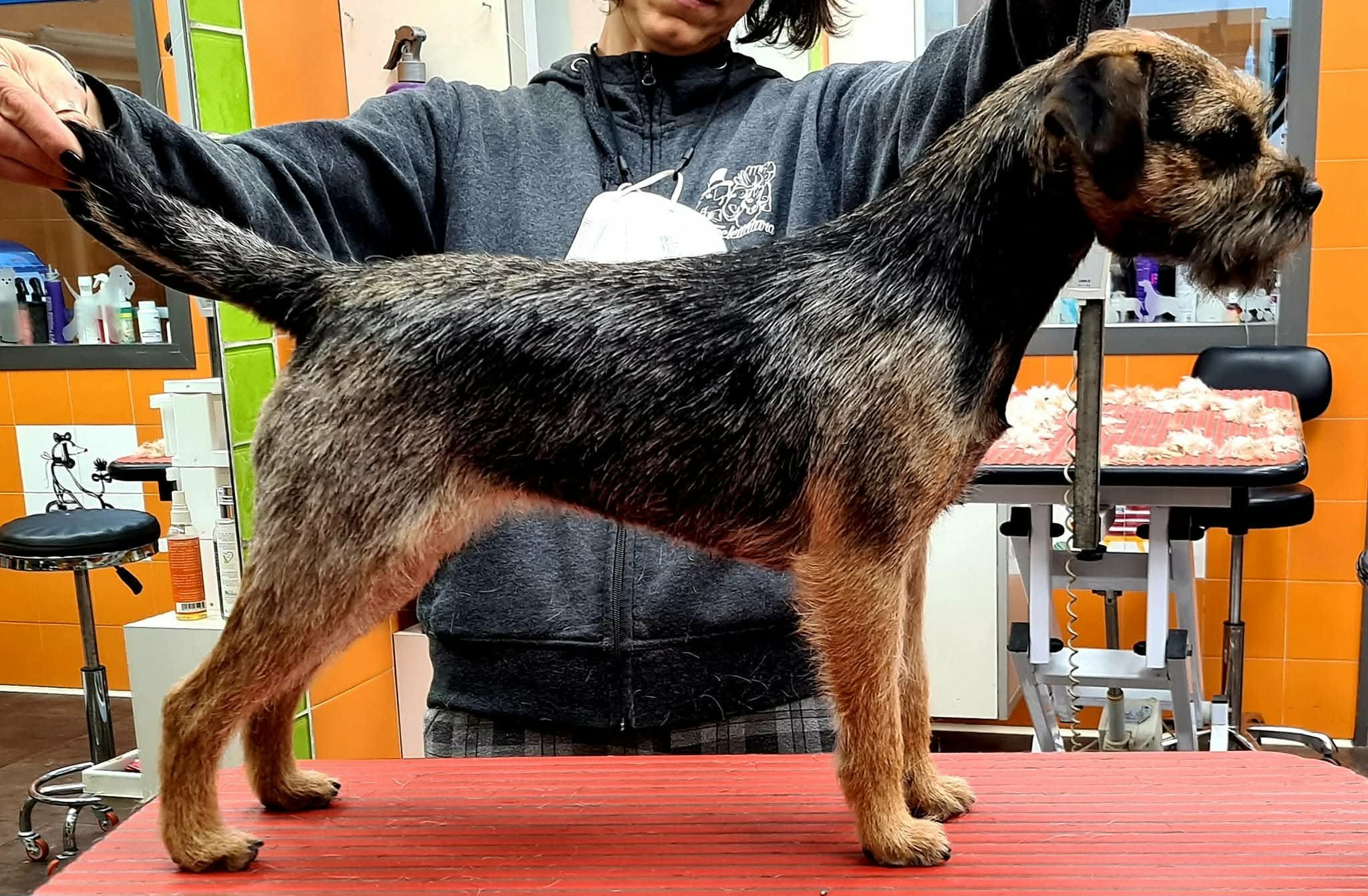Border Terrier