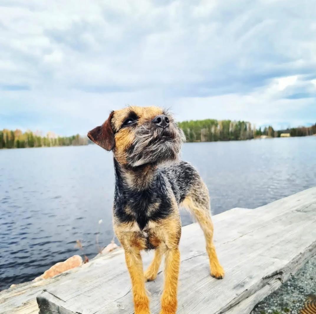 Border Terrier