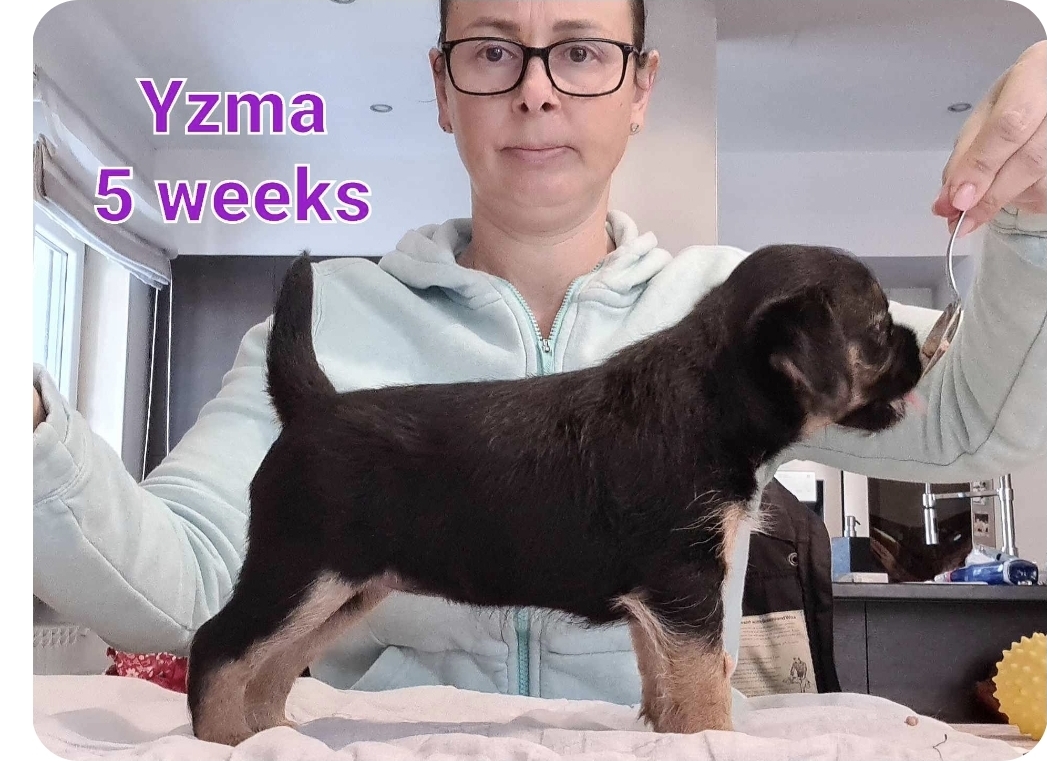Yzma 01