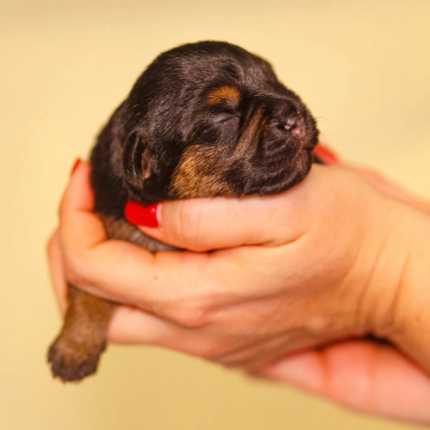 puppy Yzma 01