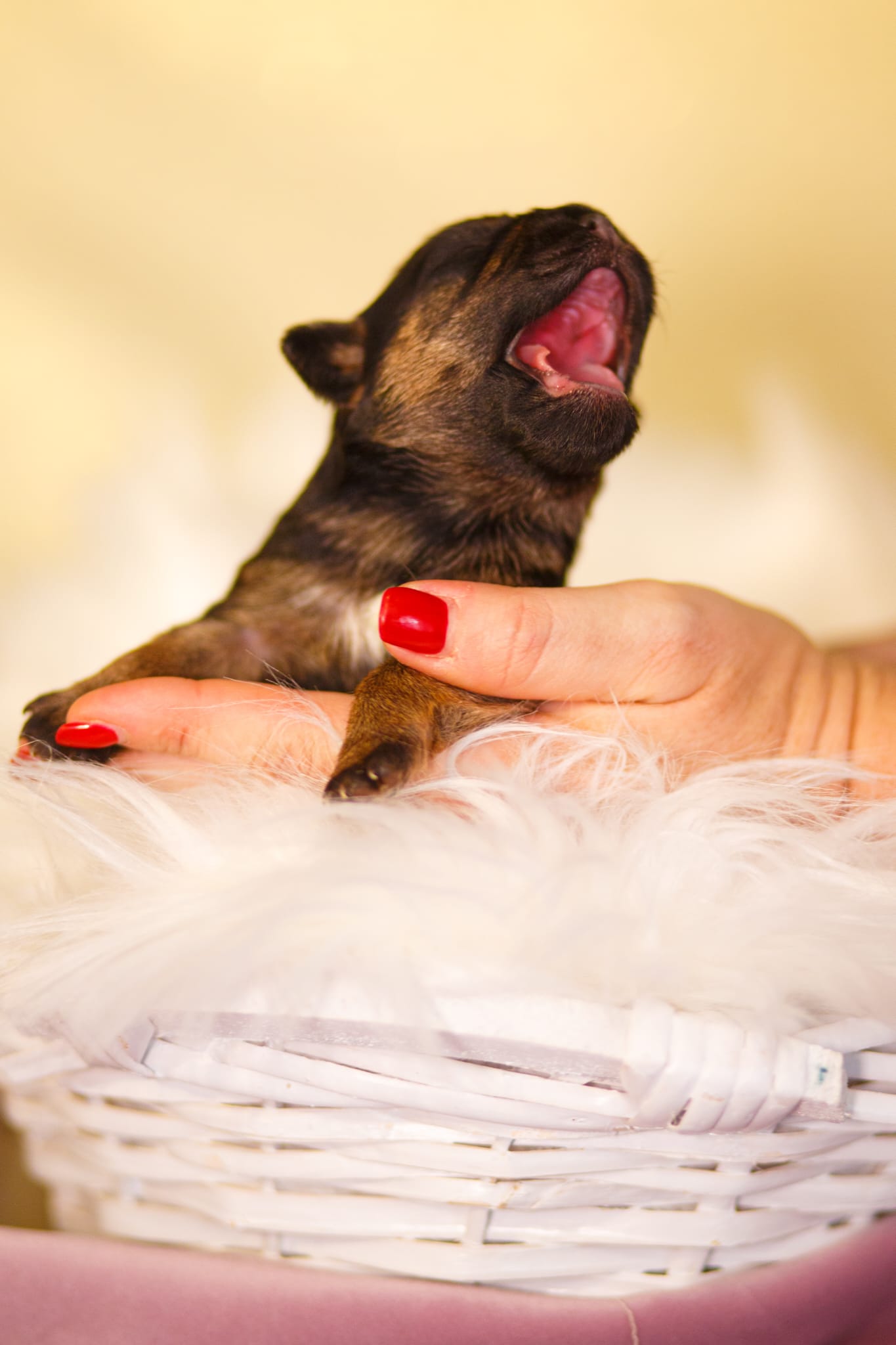 puppy Yzma 02