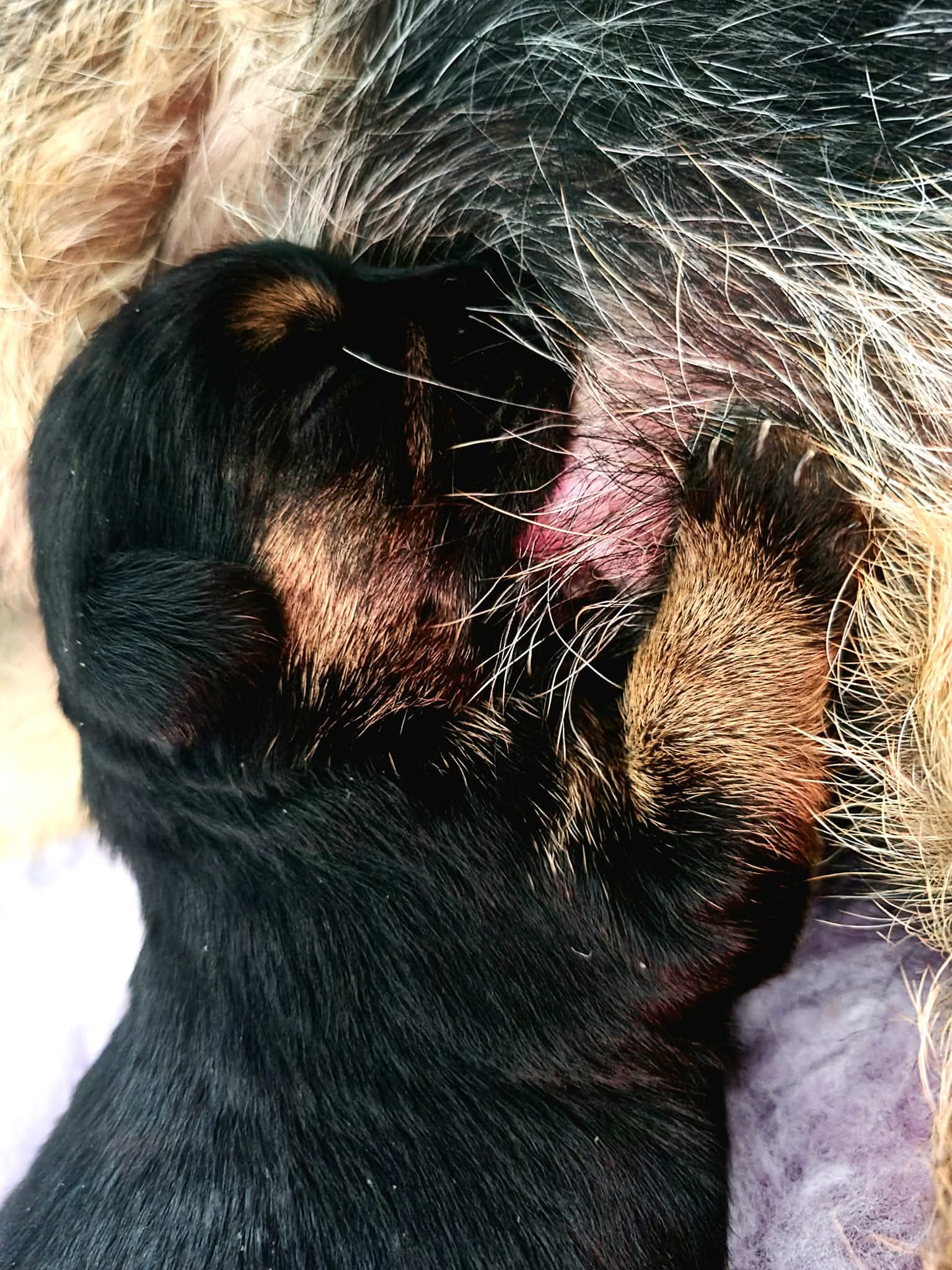 puppy Yzma 03